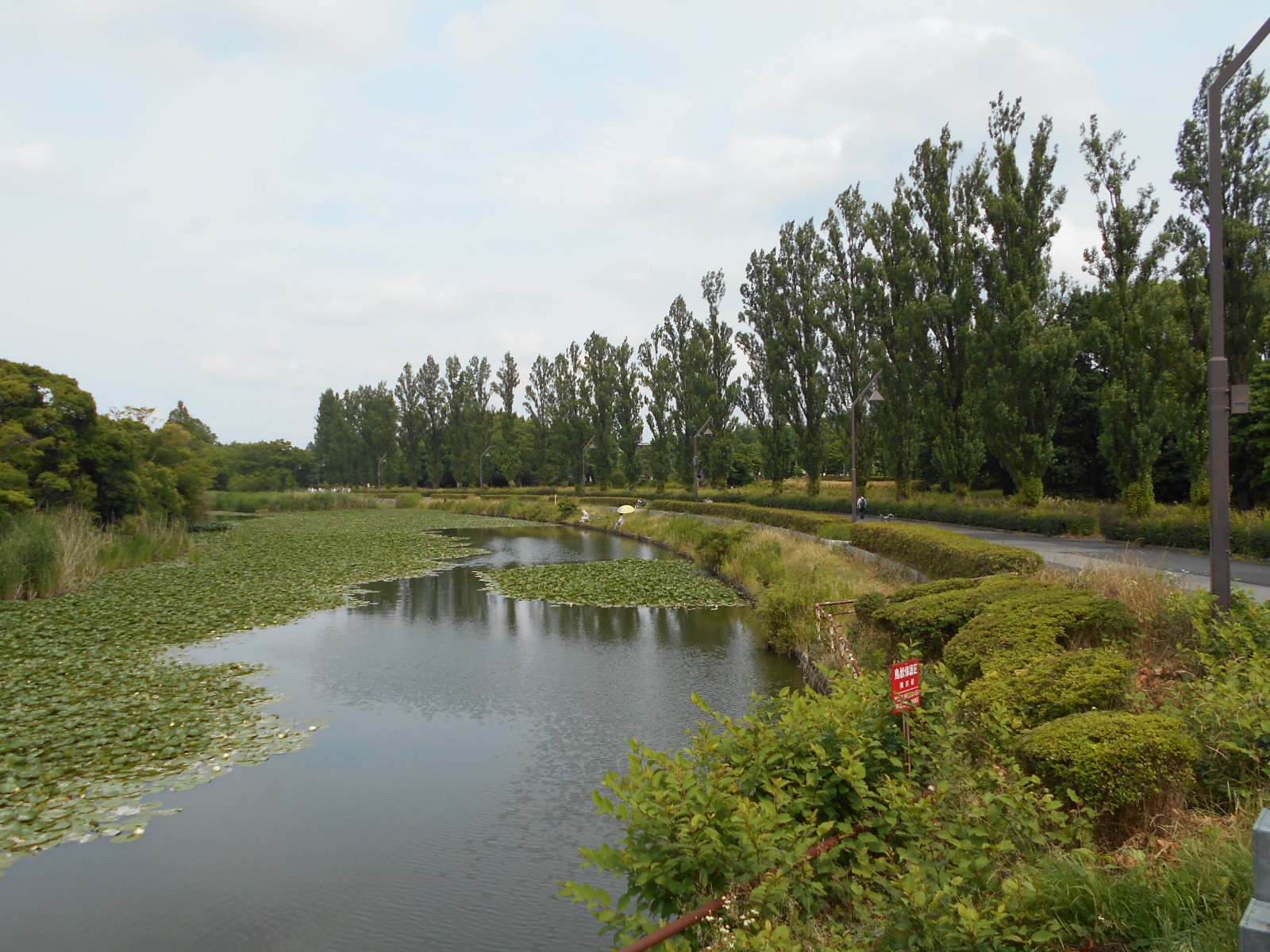 広大な芝生広場が魅力の水元公園と葛飾にいじゅくみらい公園を歩く